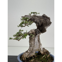 Olea europaea sylvestris -olivo acebuche- I-8734 vista 6