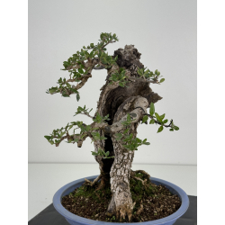Olea europaea sylvestris I-8734 view 7