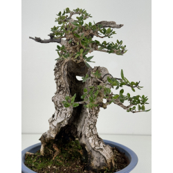 Olea europaea sylvestris -olivo acebuche- I-8734 vista 8