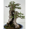 Olea europaea sylvestris I-8734 view 8