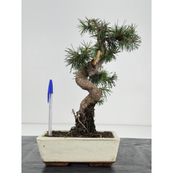 Pinus sylvestris -pino s- europeo- I-8735