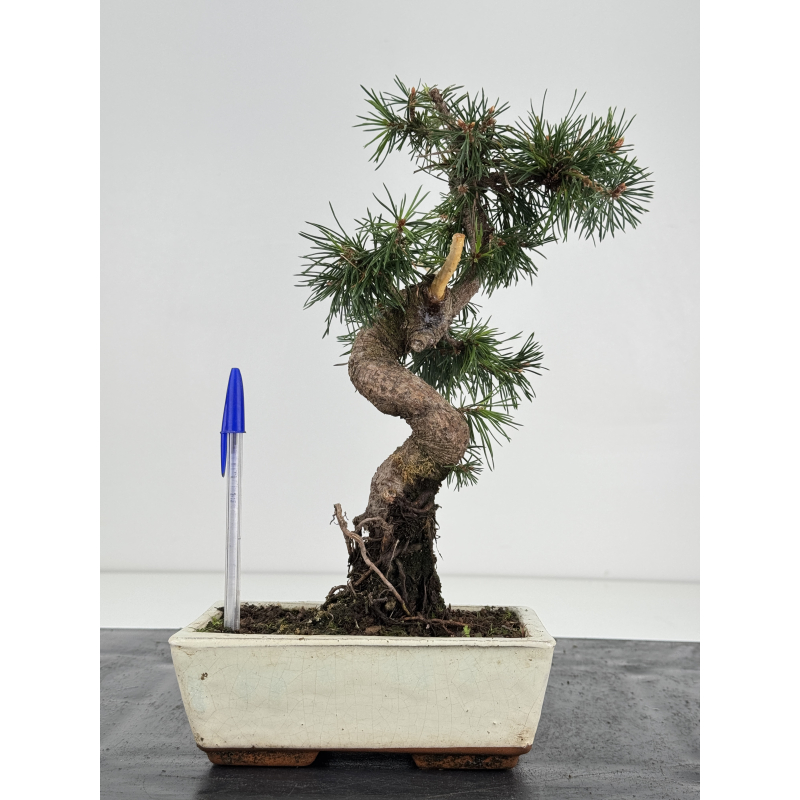 Pinus sylvestris -pino s- europeo- I-8735