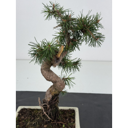 Pinus sylvestris I-8735 view 2