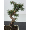 Pinus sylvestris -pino s- europeo- I-8735 vista 2