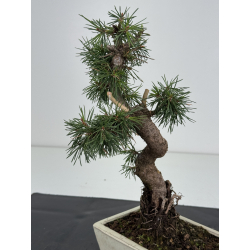 Pinus sylvestris -pino s- europeo- I-8735 vista 3