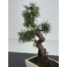 Pinus sylvestris I-8735 view 3