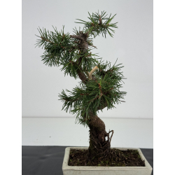 Pinus sylvestris I-8735 view 4