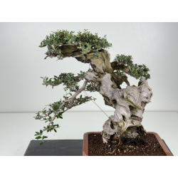 Olea europaea sylvestris -olivo acebuche- I-8736 vista 2