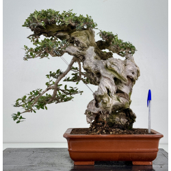 Olea europaea sylvestris -olivo acebuche- I-8736