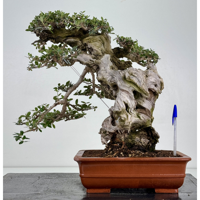 Olea europaea sylvestris I-8736