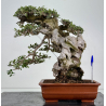 Olea europaea sylvestris -olivo acebuche- I-8736