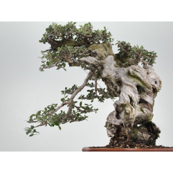 Olea europaea sylvestris -olivo acebuche- I-8736 vista 3