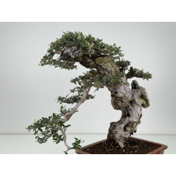 Olea europaea sylvestris -olivo acebuche- I-8736 vista 4