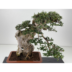 Olea europaea sylvestris -olivo acebuche- I-8736 vista 5