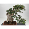 Olea europaea sylvestris -olivo acebuche- I-8736 vista 5