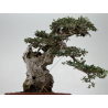 Olea europaea sylvestris -olivo acebuche- I-8736 vista 6