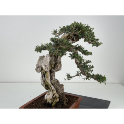 Olea europaea sylvestris -olivo acebuche- I-8736 vista 7