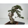 Olea europaea sylvestris -olivo acebuche- I-8736 vista 7