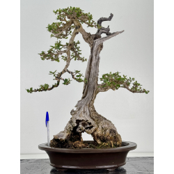 Olea europaea sylvestris -olivo acebuche- I-8737
