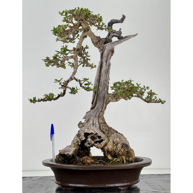 Olea europaea sylvestris -olivo acebuche- I-8737