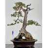 Olea europaea sylvestris -olivo acebuche- I-8737
