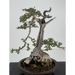 Olea europaea sylvestris -olivo acebuche- I-8737 vista 2