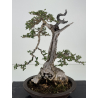 Olea europaea sylvestris -olivo acebuche- I-8737 vista 2