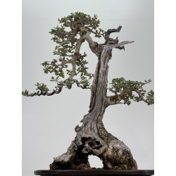 Olea europaea sylvestris I-8737 view 3