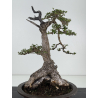 Olea europaea sylvestris -olivo acebuche- I-8737 vista 4