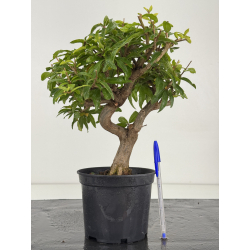 Punica granatum -granado- nejikan I-8738