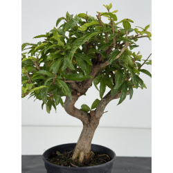 Punica granatum -granado- nejikan I-8738 vista 2