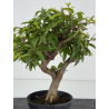 Punica granatum -granado- nejikan I-8738 vista 2