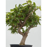 Punica granatum nejikan I-8738 view 3