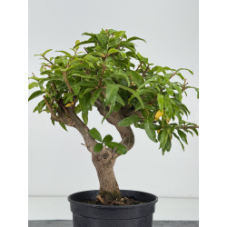 Punica granatum nejikan I-8738 view 4