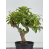 Punica granatum -granado- nejikan I-8738 vista 4