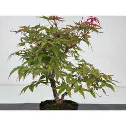 Acer palmatum deshojo I-8739 vista 2