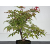 Acer palmatum deshojo I-8739 vista 2