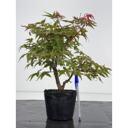 Acer palmatum deshojo I-8739