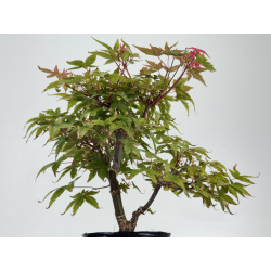 Acer palmatum deshojo I-8739 vista 3