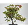Acer palmatum deshojo I-8739 vista 3
