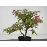 Acer palmatum deshojo I-8739 vista 4