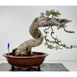 Olea europaea sylvestris -olivo acebuche- I-8740