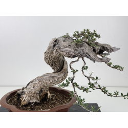 Olea europaea sylvestris -olivo acebuche- I-8740 vista 2