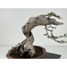Olea europaea sylvestris -olivo acebuche- I-8740 vista 3