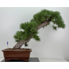Pinus sylvestris -pino s- europeo- I-8741