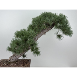 Pinus sylvestris -pino s- europeo- I-8741 vista 2