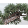 Pinus sylvestris I-8741 view 3