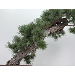 Pinus sylvestris I-8741 view 4