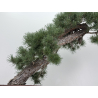 Pinus sylvestris -pino s- europeo- I-8741 vista 4
