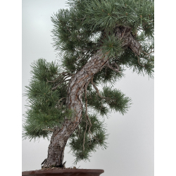 Pinus sylvestris -pino s- europeo- I-8741 vista 5